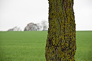 Horizontlinie und einzelner Baum