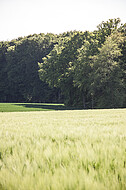 Kornfeld im Gegenlicht