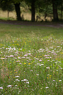 Wildblumenwiese