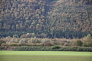 Bewaldeter Bergrücken