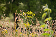 Wildblumen