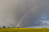 Regenbogen hinter Rapsfeld