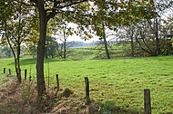 Weidezaun mit Holzpfosten