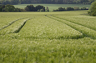 Haferfeld
