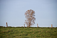 Stacheldrahtzaun mit Holzpfosten