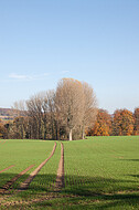 Kahle Bäume vor Herbstwald