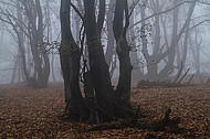 Niederwald im Nebel