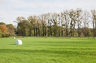 Mistelkolonie in Pappeln