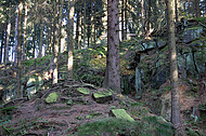 Nadelwald lichtdurchflutet