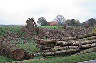 Baumstämme- und Stümpfe