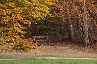 Sitzbänke im Herbstwald
