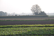 Einzelner Baum hinter Acker