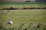 Freilaufende Gänse
