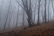 Niederwald im Nebel