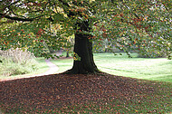 Einzelner Herbstbaum