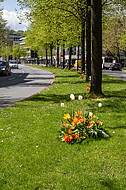 Tulpen