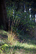 Waldgräser im Gegenlicht