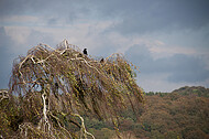 Krähen auf Birke