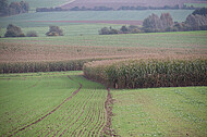 Maisfeld
