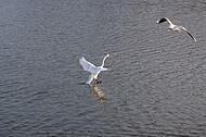 Schwan im Landeanflug