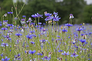 Kornblumen im Gerstenfeld