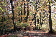 Buchenherbstwald