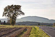 Einsamer Baum