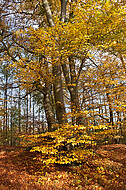 Buchenherbstwald