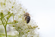 Biene auf Kletterhortensie