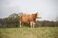 Milchkühe auf einem Hügel