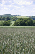 Blick über Kornfeld