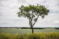 Bäume am Wegesrand