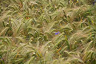 Kornblumen im Gerstenfeld