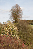 Herbstszene
