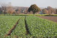 Kohlfeld