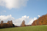 Herbstsolitär