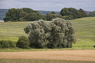 Wind im Wäldchen