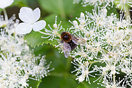 Biene auf Kletterhortensie