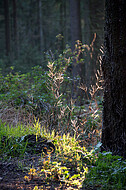 Herbstnadelwald