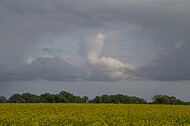 Rapsfeld vor Gewitter