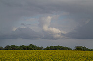 Rapsfeld vor Gewitter