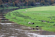 Milchkühe an Weserufer