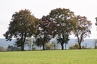 Baumreihe