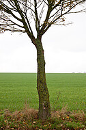 Herbstbaum einzeln