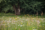 Wildblumenwiese