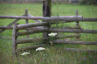 Weidezaun aus Holz