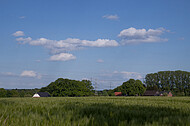 Blick über Kornfeld