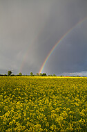 Regenbogen hinter Rapsfeld