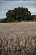 Stoppelfeld
