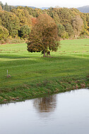 Weserufer mit Baum